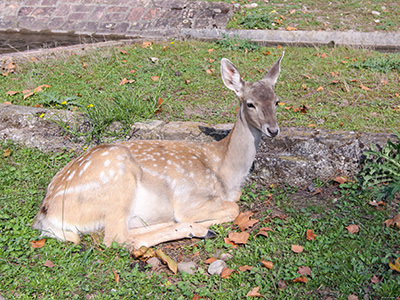 Deer resting in Tierpark Lange Erlen, Basel's free zoo. Photo by Ivan Kralj