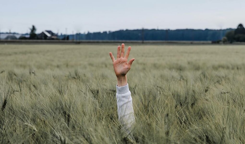 Hand sticking out of the wheat field, giving "high five", photo by Jonny Caspari, Unsplash