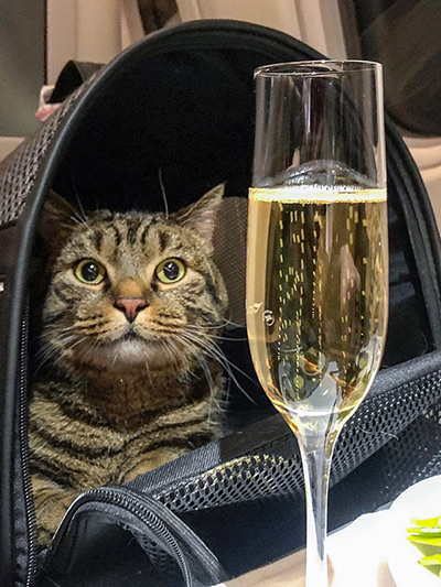 Viktor, the Russian cat that was too fat to fly, posing next to the glass of champagne. Because the cat was two kilograms over limit, the owner brought a lookalike cat for the check-in weighing, and then proceeded with overweight Viktor into a business class cabin of Aeroflot flight from Moscow to Vladivostok, photo by owner Mikhail Galin