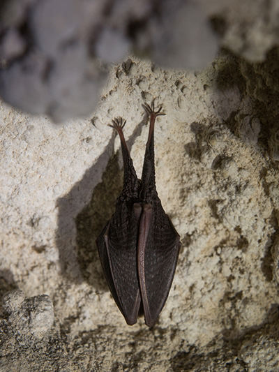 A bat hanging from the wall of a cave under Predjama Castle, credit: Postojna Cave Park, Slovenia.