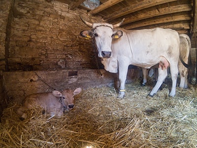 Istrian cow and her calf in the stable owned by Mario Udovicic, boskarin cattle breeder, photo by Ivan Kralj.