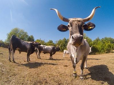 Cows, belonging to native Istrian boskarin breed, chilling on the pasture near Kanfanar, Istria, photo by Ivan Kralj.