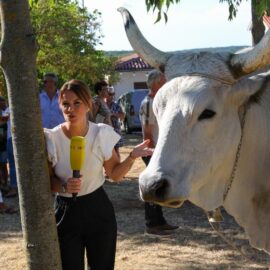 Jakovlja in Kanfanar, the annual Croatian boskarin fair selecting the prettiest, the largest, and the most obedient Istrian ox, photo by Ivan Kralj.