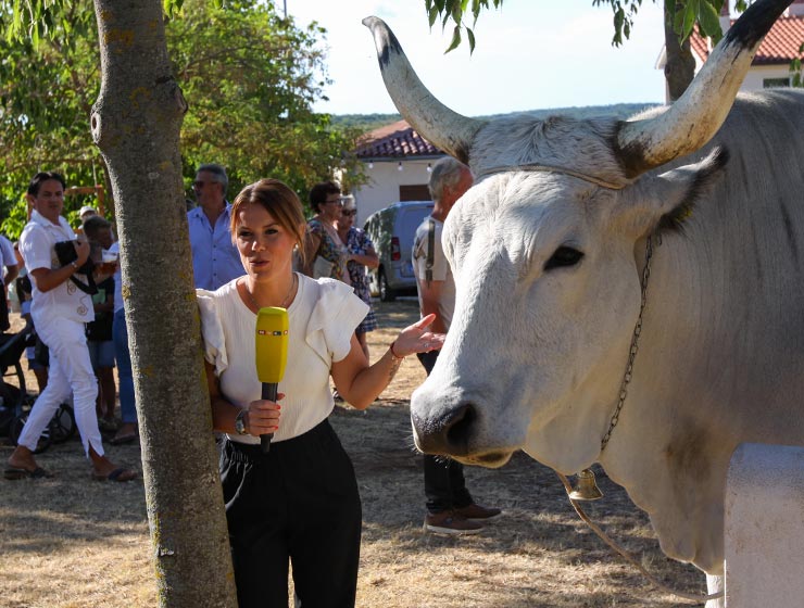 Jakovlja in Kanfanar, the annual Croatian boskarin fair selecting the prettiest, the largest, and the most obedient Istrian ox, photo by Ivan Kralj.
