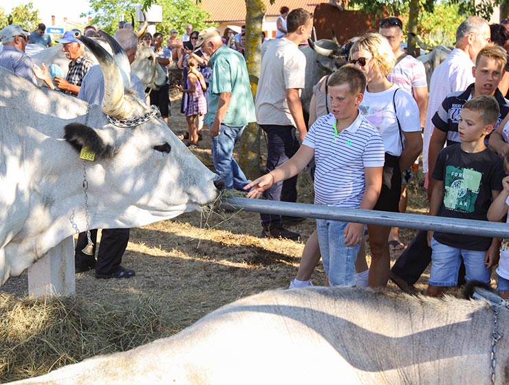 Jakovlja in Kanfanar, the annual Croatian boskarin fair selecting the prettiest, the largest, and the most obedient Istrian ox, photo by Ivan Kralj.