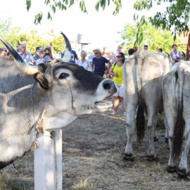 Jakovlja in Kanfanar, the annual Croatian boskarin fair selecting the prettiest, the largest, and the most obedient Istrian ox, photo by Ivan Kralj.