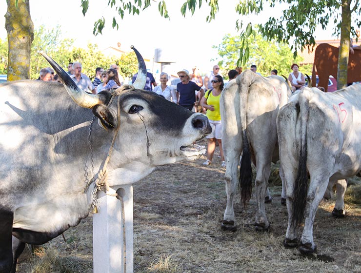 Jakovlja in Kanfanar, the annual Croatian boskarin fair selecting the prettiest, the largest, and the most obedient Istrian ox, photo by Ivan Kralj.