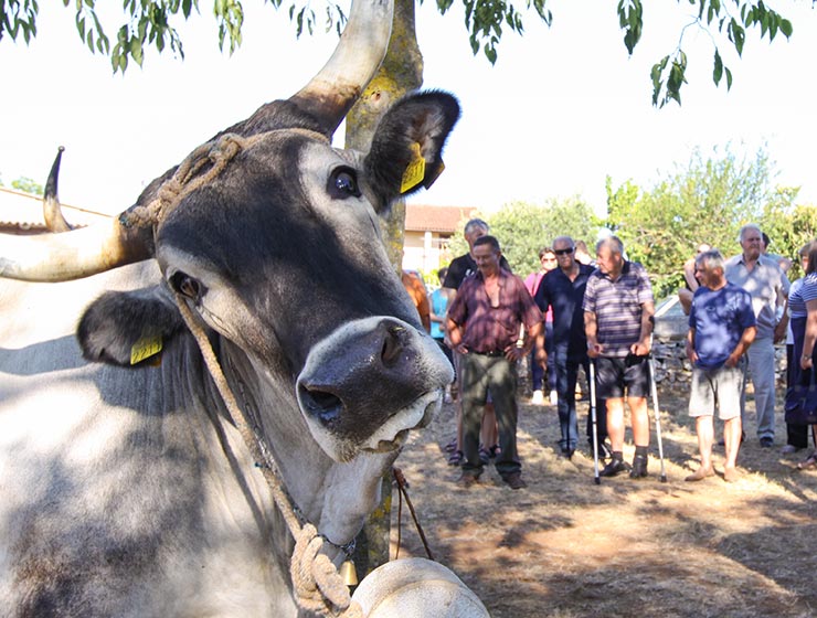 Jakovlja in Kanfanar, the annual Croatian boskarin fair selecting the prettiest, the largest, and the most obedient Istrian ox, photo by Ivan Kralj.