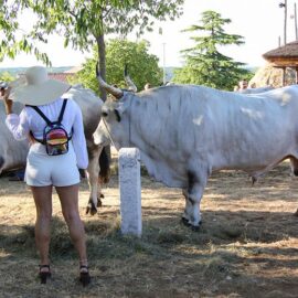 Jakovlja in Kanfanar, the annual Croatian boskarin fair selecting the prettiest, the largest, and the most obedient Istrian ox, photo by Ivan Kralj.