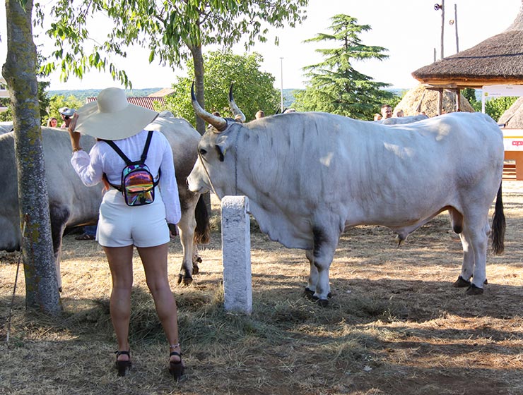 Jakovlja in Kanfanar, the annual Croatian boskarin fair selecting the prettiest, the largest, and the most obedient Istrian ox, photo by Ivan Kralj.