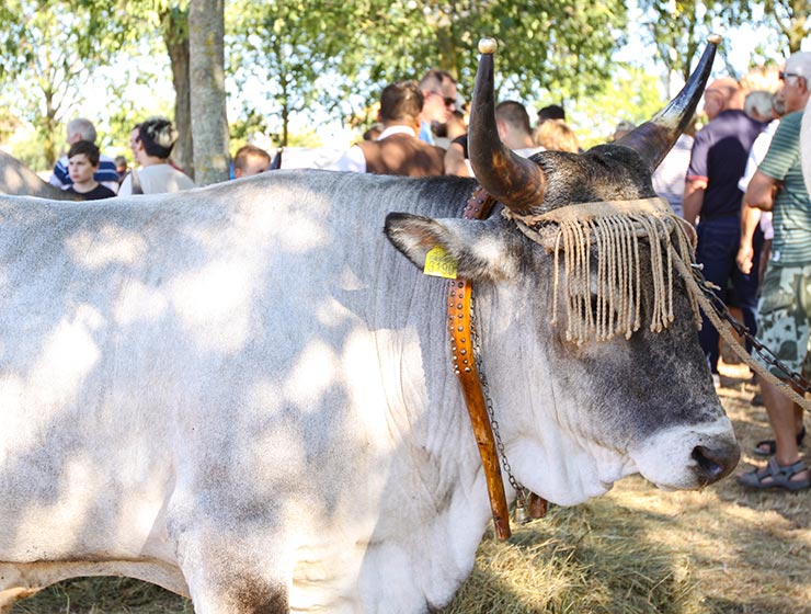 Jakovlja in Kanfanar, the annual Croatian boskarin fair selecting the prettiest, the largest, and the most obedient Istrian ox, photo by Ivan Kralj.
