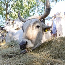 Jakovlja in Kanfanar, the annual Croatian boskarin fair selecting the prettiest, the largest, and the most obedient Istrian ox, photo by Ivan Kralj.