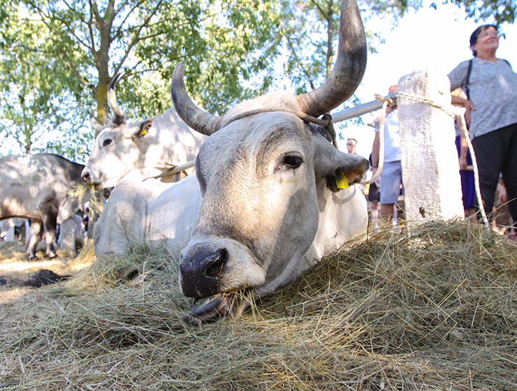 Jakovlja in Kanfanar, the annual Croatian boskarin fair selecting the prettiest, the largest, and the most obedient Istrian ox, photo by Ivan Kralj.