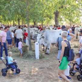 Jakovlja in Kanfanar, the annual Croatian boskarin fair selecting the prettiest, the largest, and the most obedient Istrian ox, photo by Ivan Kralj.