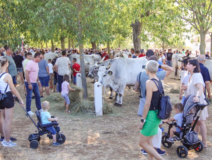 Jakovlja in Kanfanar, the annual Croatian boskarin fair selecting the prettiest, the largest, and the most obedient Istrian ox, photo by Ivan Kralj.