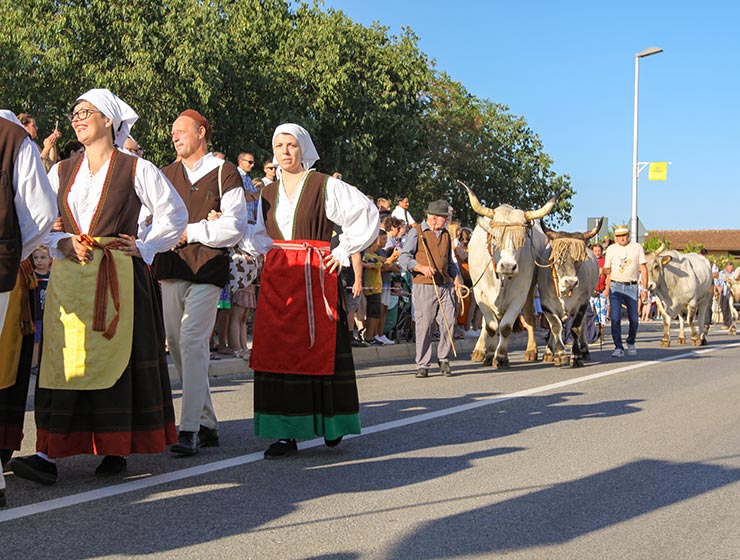 Jakovlja in Kanfanar, the annual Croatian boskarin fair selecting the prettiest, the largest, and the most obedient Istrian ox, photo by Ivan Kralj.