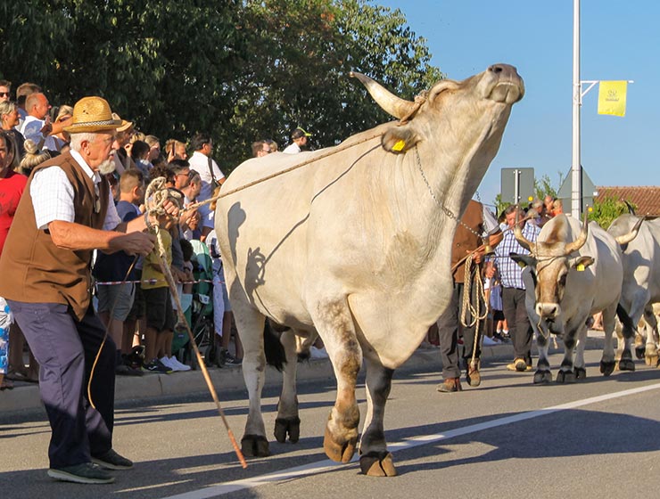 Jakovlja in Kanfanar, the annual Croatian boskarin fair selecting the prettiest, the largest, and the most obedient Istrian ox, photo by Ivan Kralj.