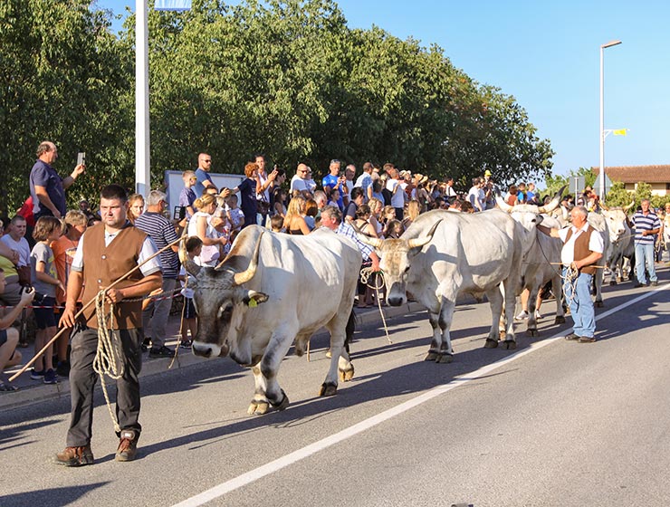 Jakovlja in Kanfanar, the annual Croatian boskarin fair selecting the prettiest, the largest, and the most obedient Istrian ox, photo by Ivan Kralj.