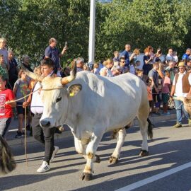 Jakovlja in Kanfanar, the annual Croatian boskarin fair selecting the prettiest, the largest, and the most obedient Istrian ox, photo by Ivan Kralj.