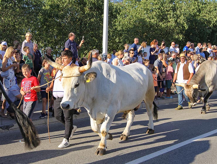 Jakovlja in Kanfanar, the annual Croatian boskarin fair selecting the prettiest, the largest, and the most obedient Istrian ox, photo by Ivan Kralj.
