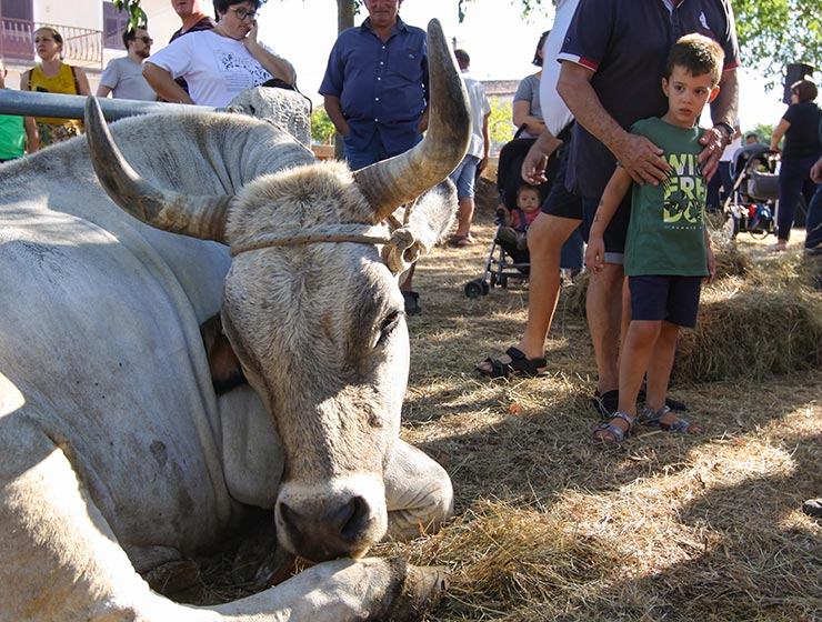 Jakovlja in Kanfanar, the annual Croatian boskarin fair selecting the prettiest, the largest, and the most obedient Istrian ox, photo by Ivan Kralj.
