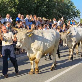 Jakovlja in Kanfanar, the annual Croatian boskarin fair selecting the prettiest, the largest, and the most obedient Istrian ox, photo by Ivan Kralj.