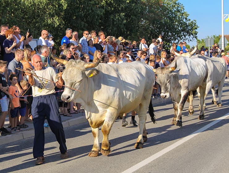 Jakovlja in Kanfanar, the annual Croatian boskarin fair selecting the prettiest, the largest, and the most obedient Istrian ox, photo by Ivan Kralj.