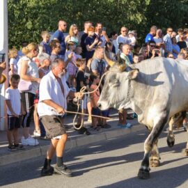 Jakovlja in Kanfanar, the annual Croatian boskarin fair selecting the prettiest, the largest, and the most obedient Istrian ox, photo by Ivan Kralj.