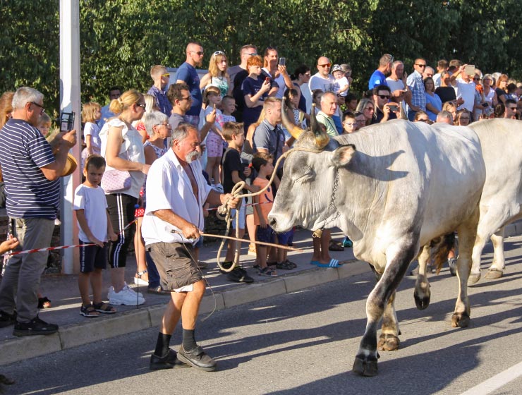 Jakovlja in Kanfanar, the annual Croatian boskarin fair selecting the prettiest, the largest, and the most obedient Istrian ox, photo by Ivan Kralj.