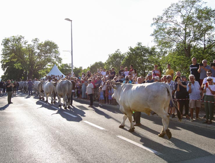 Jakovlja in Kanfanar, the annual Croatian boskarin fair selecting the prettiest, the largest, and the most obedient Istrian ox, photo by Ivan Kralj.