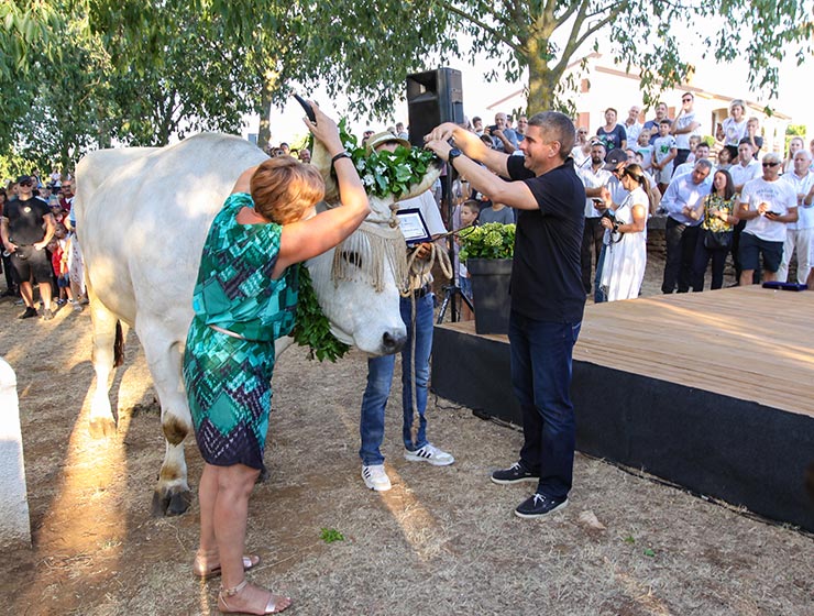 Jakovlja in Kanfanar, the annual Croatian boskarin fair selecting the prettiest, the largest, and the most obedient Istrian ox, photo by Ivan Kralj.