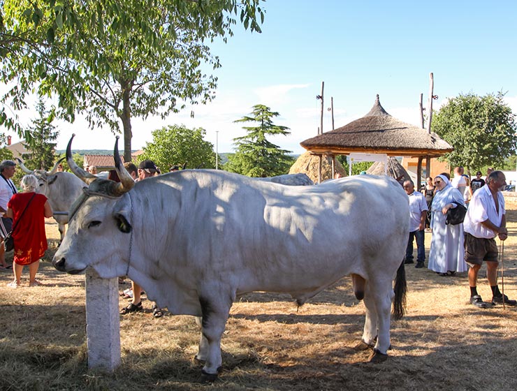 Jakovlja in Kanfanar, the annual Croatian boskarin fair selecting the prettiest, the largest, and the most obedient Istrian ox, photo by Ivan Kralj.