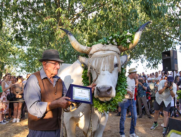Jakovlja in Kanfanar, the annual Croatian boskarin fair selecting the prettiest, the largest, and the most obedient Istrian ox, photo by Ivan Kralj.