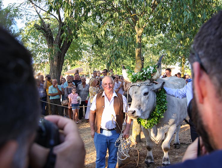 Jakovlja in Kanfanar, the annual Croatian boskarin fair selecting the prettiest, the largest, and the most obedient Istrian ox, photo by Ivan Kralj.