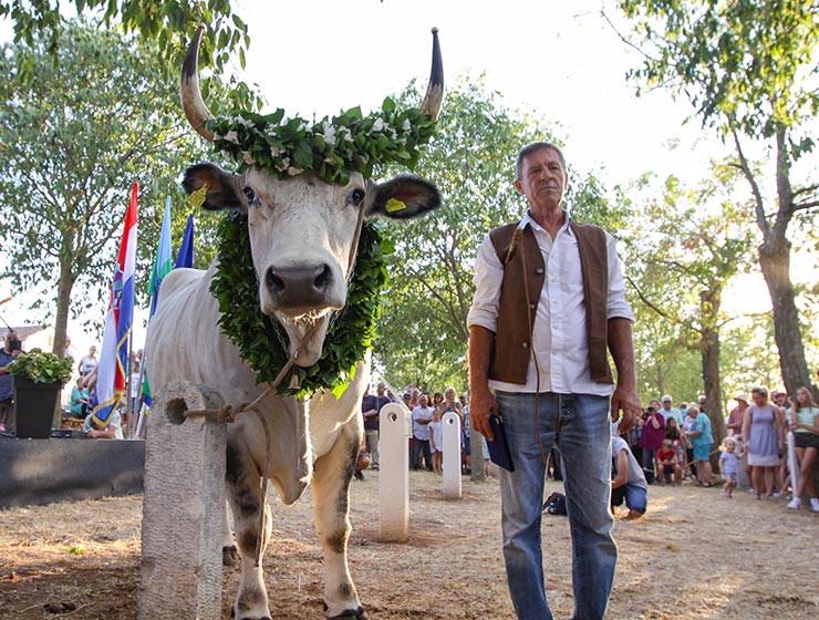 Jakovlja in Kanfanar, the annual Croatian boskarin fair selecting the prettiest, the largest, and the most obedient Istrian ox, photo by Ivan Kralj.