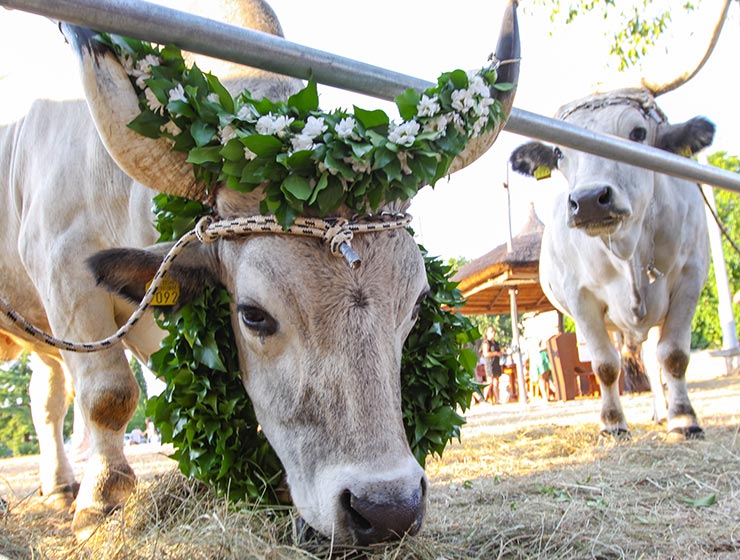 Jakovlja in Kanfanar, the annual Croatian boskarin fair selecting the prettiest, the largest, and the most obedient Istrian ox, photo by Ivan Kralj.