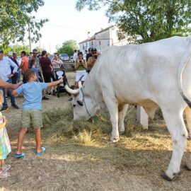 Jakovlja in Kanfanar, the annual Croatian boskarin fair selecting the prettiest, the largest, and the most obedient Istrian ox, photo by Ivan Kralj.