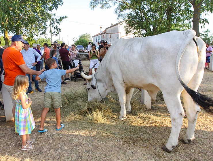 Jakovlja in Kanfanar, the annual Croatian boskarin fair selecting the prettiest, the largest, and the most obedient Istrian ox, photo by Ivan Kralj.