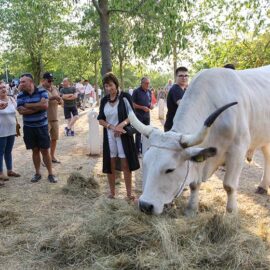 Jakovlja in Kanfanar, the annual Croatian boskarin fair selecting the prettiest, the largest, and the most obedient Istrian ox, photo by Ivan Kralj.