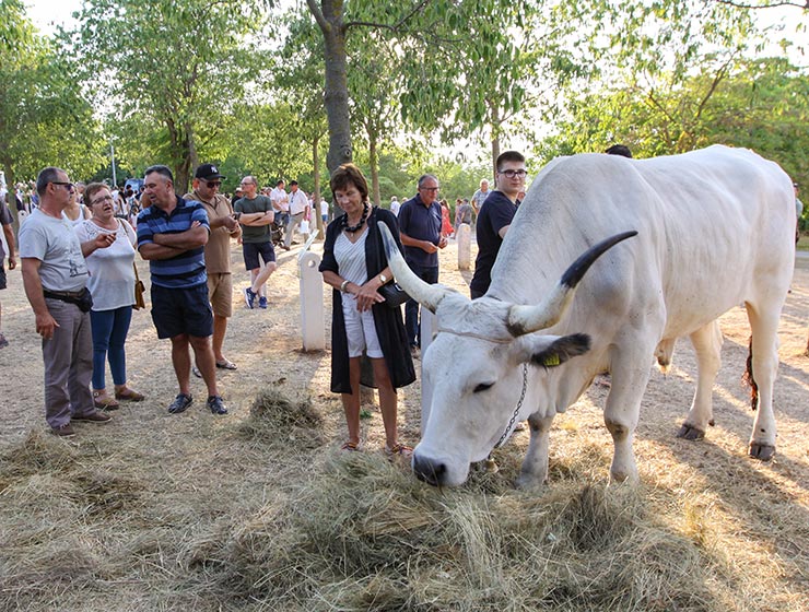 Jakovlja in Kanfanar, the annual Croatian boskarin fair selecting the prettiest, the largest, and the most obedient Istrian ox, photo by Ivan Kralj.