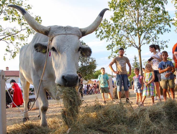 Jakovlja in Kanfanar, the annual Croatian boskarin fair selecting the prettiest, the largest, and the most obedient Istrian ox, photo by Ivan Kralj.