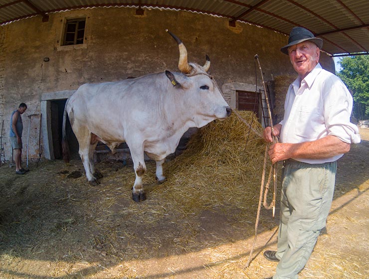 Sarozin, the largest Istrian ox ever weighed, and his owner Mario Udovicic, the champions of Jakovlja annual boskarin fair in Kanfanar, photo by Ivan Kralj.