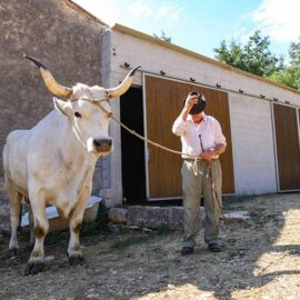 Sarozin, the largest Istrian ox ever weighed, and his owner Mario Udovicic, the champions of Jakovlja annual boskarin fair in Kanfanar, photo by Ivan Kralj.