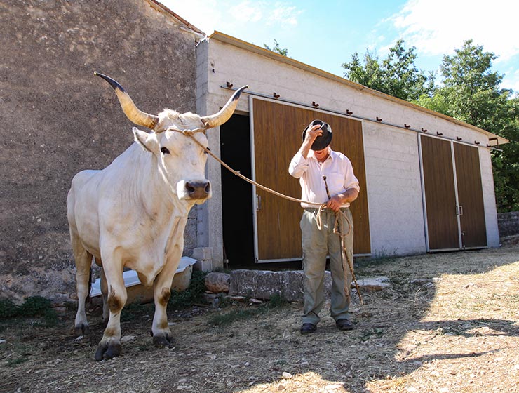 Sarozin, the largest Istrian ox ever weighed, and his owner Mario Udovicic, the champions of Jakovlja annual boskarin fair in Kanfanar, photo by Ivan Kralj.