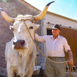Sarozin, the largest Istrian ox ever weighed, and his owner Mario Udovicic, the champions of Jakovlja annual boskarin fair in Kanfanar, photo by Ivan Kralj.