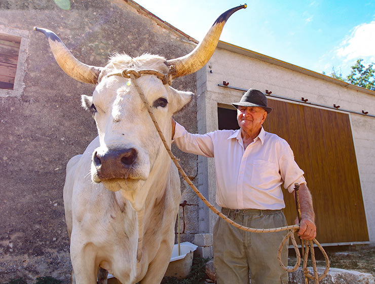 Sarozin, the largest Istrian ox ever weighed, and his owner Mario Udovicic, the champions of Jakovlja annual boskarin fair in Kanfanar, photo by Ivan Kralj.