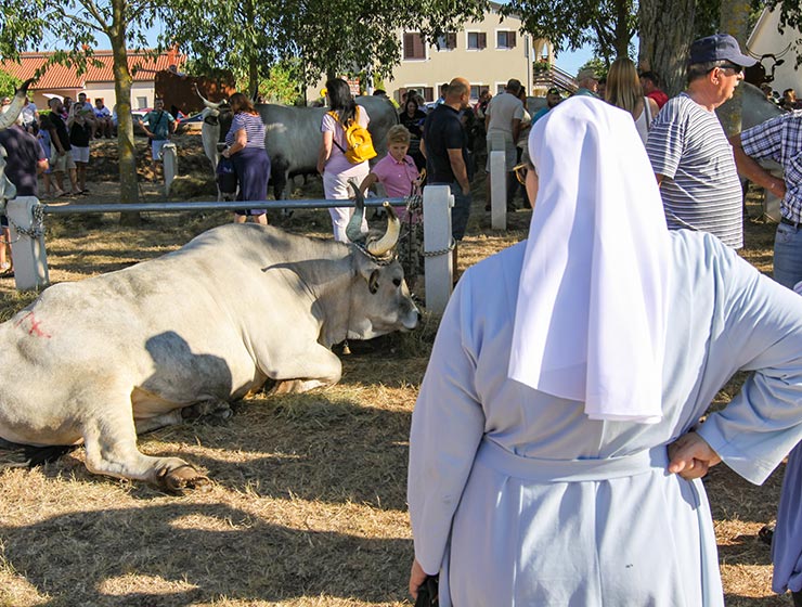 Jakovlja in Kanfanar, the annual Croatian boskarin fair selecting the prettiest, the largest, and the most obedient Istrian ox, photo by Ivan Kralj.