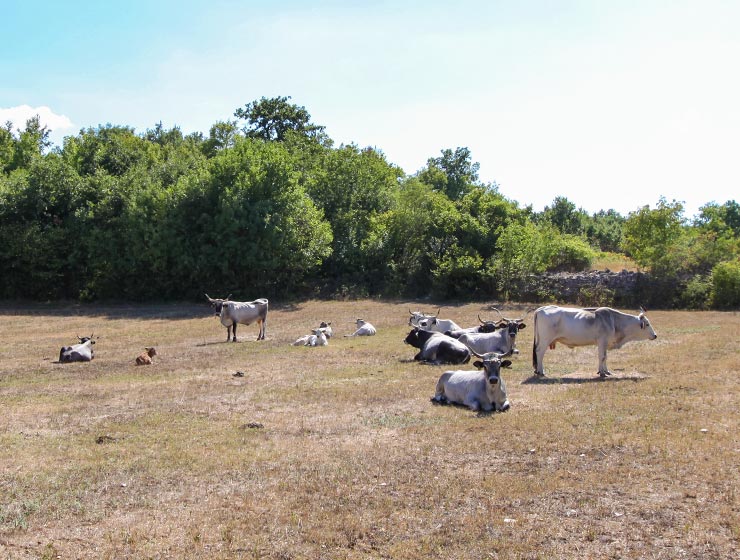 Cows at Istrian cattle farm of Mario Udovicic near Kanfanar, the Jakovlja's champion breeder of boskarin, photo by Ivan Kralj.