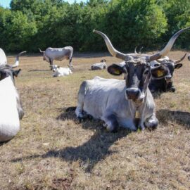 Cows at Istrian cattle farm of Mario Udovicic near Kanfanar, the Jakovlja's champion breeder of boskarin, photo by Ivan Kralj.
