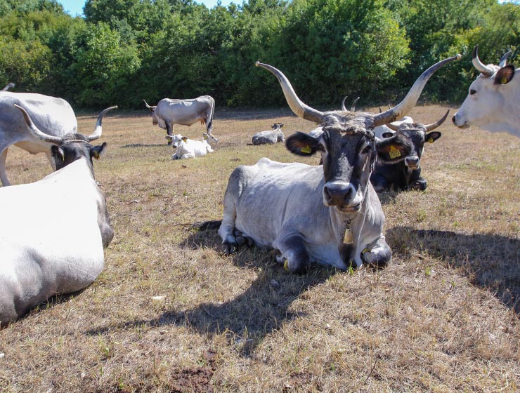 Cows at Istrian cattle farm of Mario Udovicic near Kanfanar, the Jakovlja's champion breeder of boskarin, photo by Ivan Kralj.